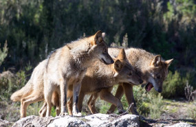 ep lobos ibericos