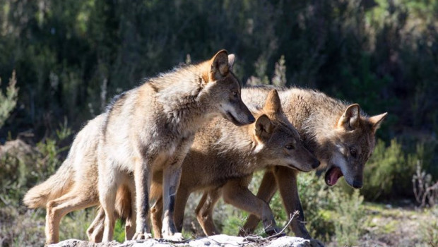 ep lobos ibericos