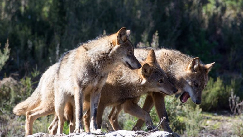 Lobos ibéricos | Carlos Castro - Europa Press - Archivo ep lobos ibericos
