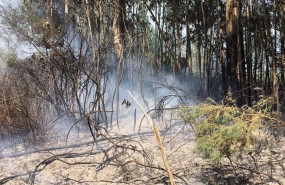ep ordes incendios forestales