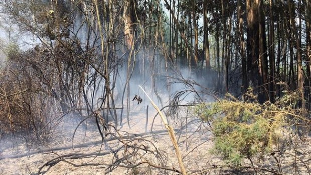 ep ordes incendios forestales