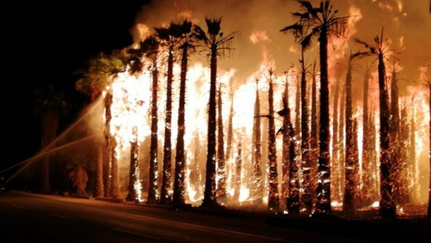 ep palmeras ardenvarios incendioselche