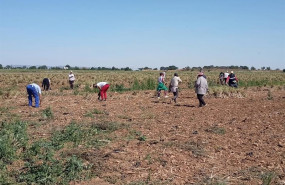 ep temporeros trabajando en el campo