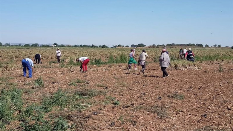 Temporeros trabajando en el campo | CCOO ep temporeros trabajando en el campo