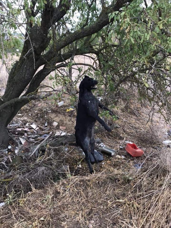 Valladolid.- Perro asesinado en Santovenia de Pisuerga | SCOOBY ep valladolid- perro asesinadosantoveniapisuerga