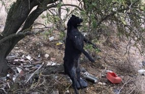 ep valladolid- perro asesinadosantoveniapisuerga
