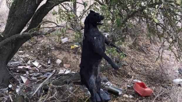 ep valladolid- perro asesinadosantoveniapisuerga