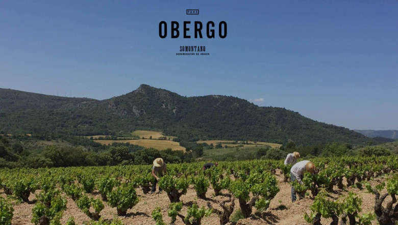 1655464187 vino tinto somontano