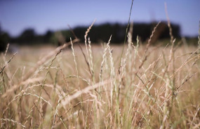 ep archivo   cereal en el campo