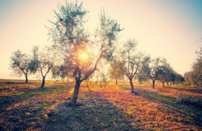 ep archivo   un olivar