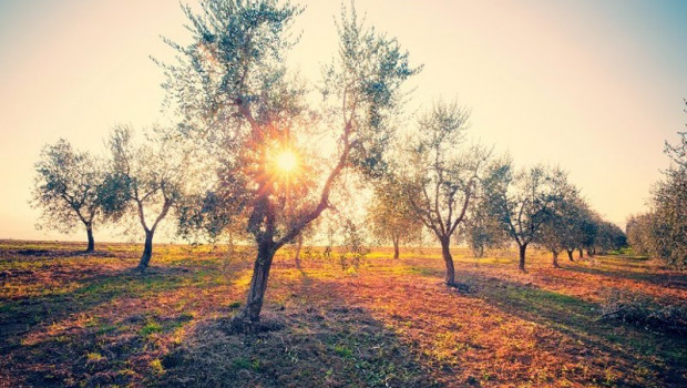 ep archivo   un olivar