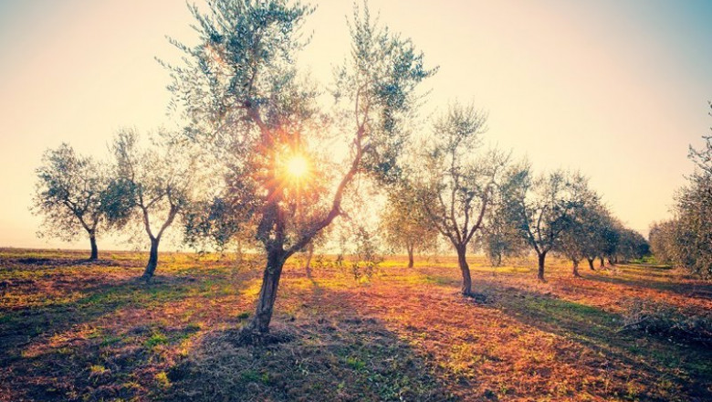 ep archivo   un olivar