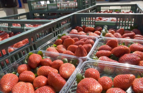 ep cajas de fresas ep cajas de fresas