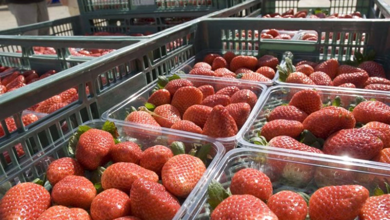 ep cajas de fresas ep cajas de fresas