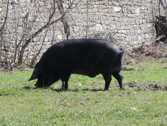 ep cerdo suelto