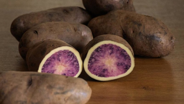 ep neiker registra atsegine una nueva variedad de patata de carne bicolor orientada a la industria