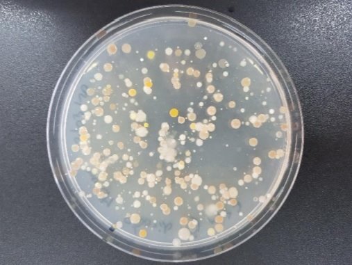 ep placa de petri con cultivos de bacterias que han crecido en los sedimentos marinos ep placa de petri con cultivos de bacterias que han crecido en los sedimentos marinos