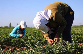 ep trabajadores agricolas