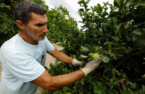 ep archivo   agricultor recogiendo limones