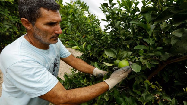 ep archivo   agricultor recogiendo limones