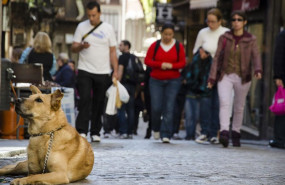 ep archivo   turistas perro paseo