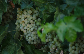 ep archivo un racimo de uvas durante la vendimia en una imagen de archivo ep archivo un racimo de uvas durante la vendimia en una imagen de archivo