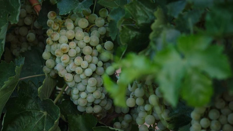 ep archivo un racimo de uvas durante la vendimia en una imagen de archivo ep archivo un racimo de uvas durante la vendimia en una imagen de archivo