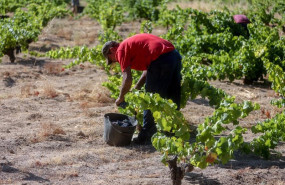 ep archivo   un trabajador agricola recoge uvas en el campo