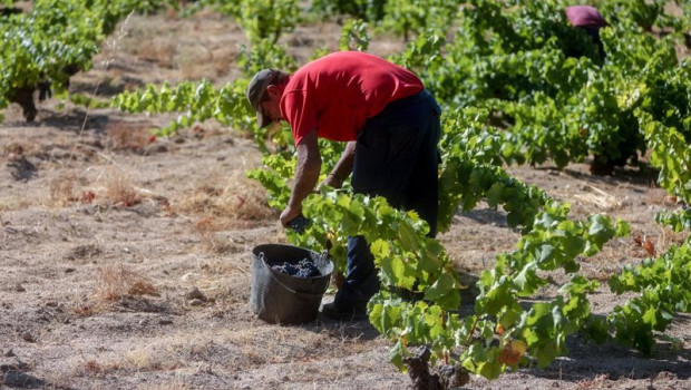 ep archivo   un trabajador agricola recoge uvas en el campo