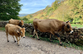 ep archivo   vacas 20250715142503