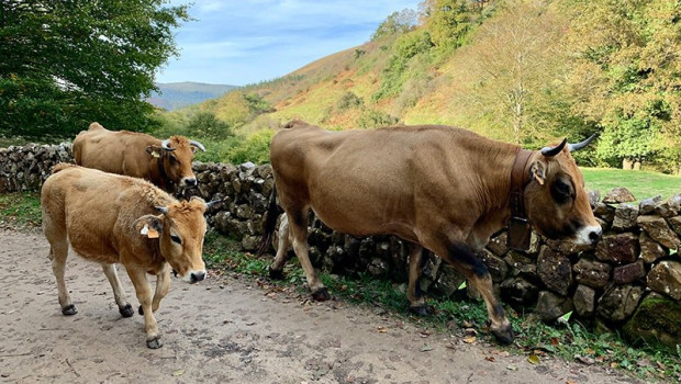 ep archivo   vacas 20250715142503