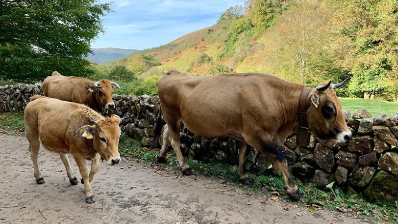 Archivo - Vacas | GOBIERNO DE CANTABRIA - Archivo ep archivo vacas 20250715142503