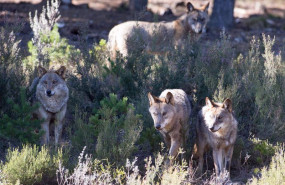 ep archivo - varios lobos ibericos del centro del lobo iberico en localidad de robledo de sanabria