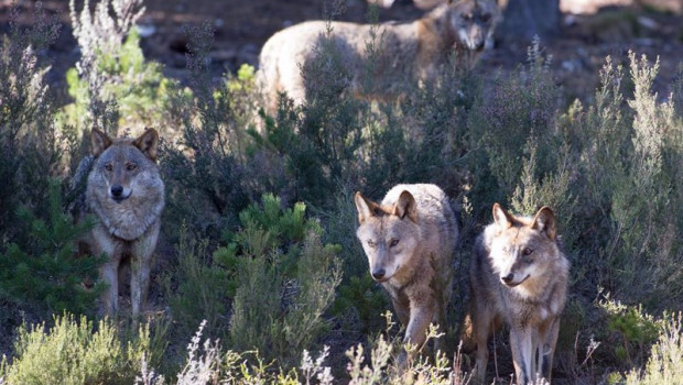 ep archivo - varios lobos ibericos del centro del lobo iberico en localidad de robledo de sanabria