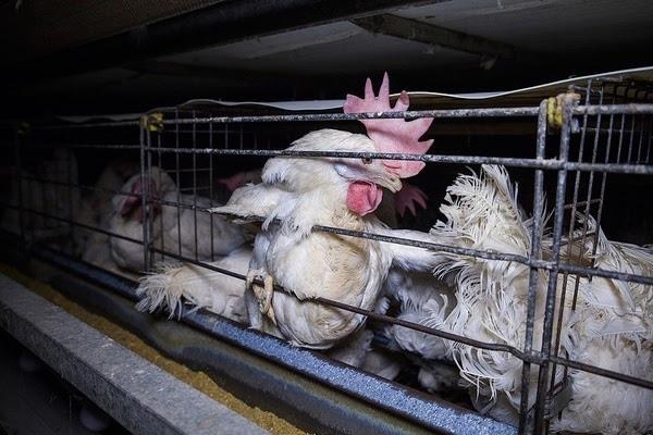 Granja de gallinas en jaulas en Lombardía (Italia) | IGUALDAD ANIMAL ep granjagallinasjaulaslombardia italia