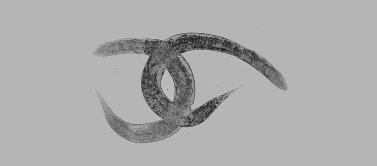Gusano 'C. Elegans' | ISCIII ep gusano c elegans