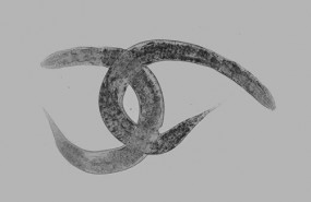 ep gusano c elegans