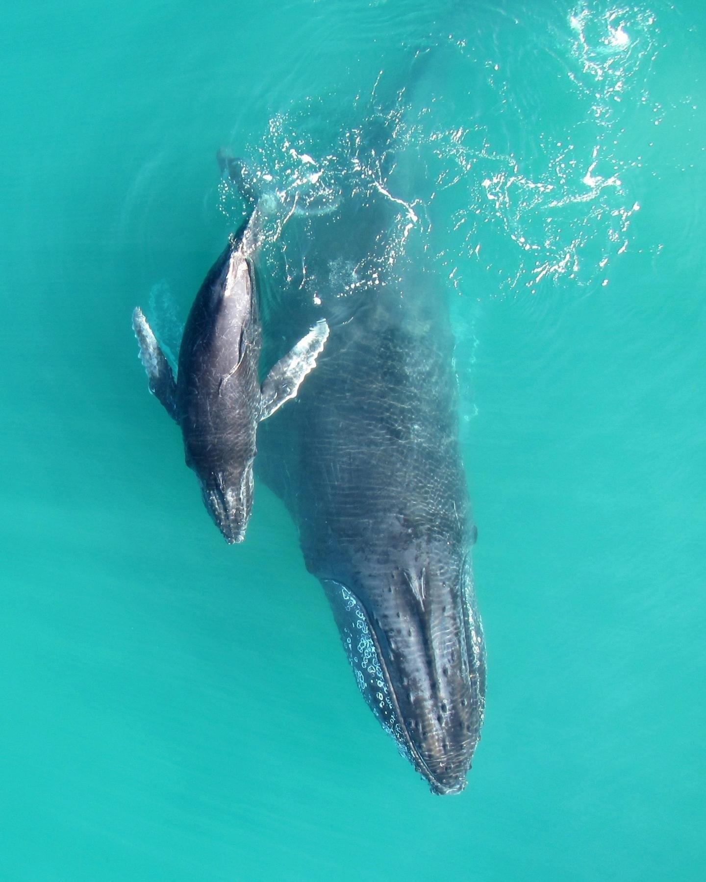 ep madrebebe de ballena jorobada