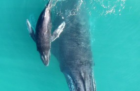 ep madrebebe de ballena jorobada