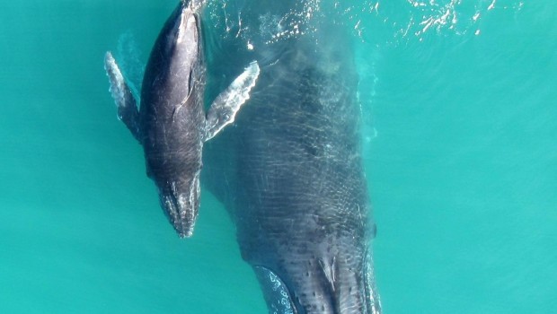 ep madrebebe de ballena jorobada