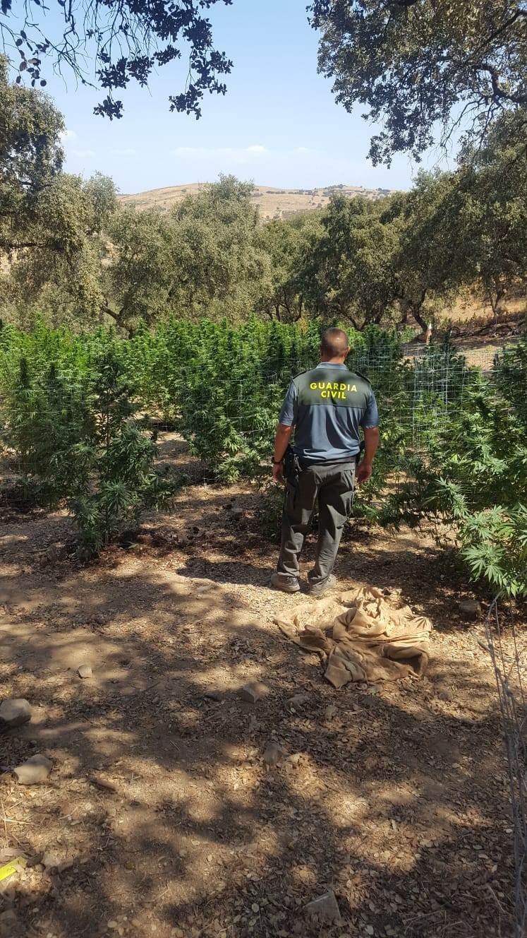 Plantación de marihuana desmantelada en una finca de El Castillo de las Guardas (Sevilla) | GUARDIA CIVIL ep plantacion de marihuana desmantelada en una finca de el castillo de las guardas sevilla