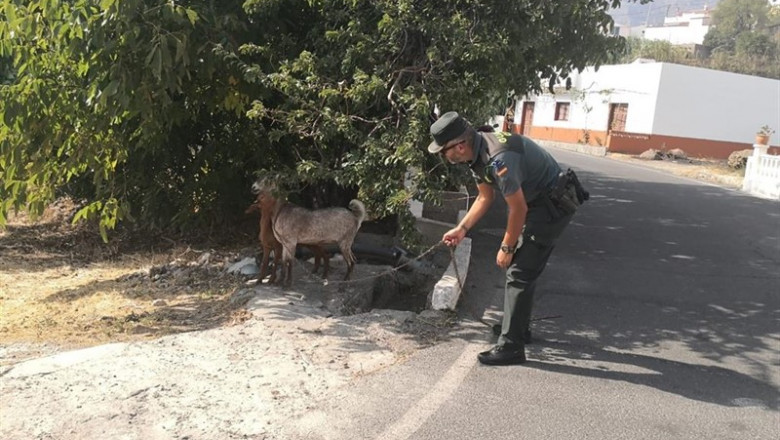 ep un agentela guardia civil rescatandocabras desorientadasincendio forestalvalleseco