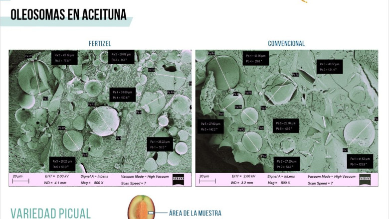 imagen oleosomas   estructura con ia