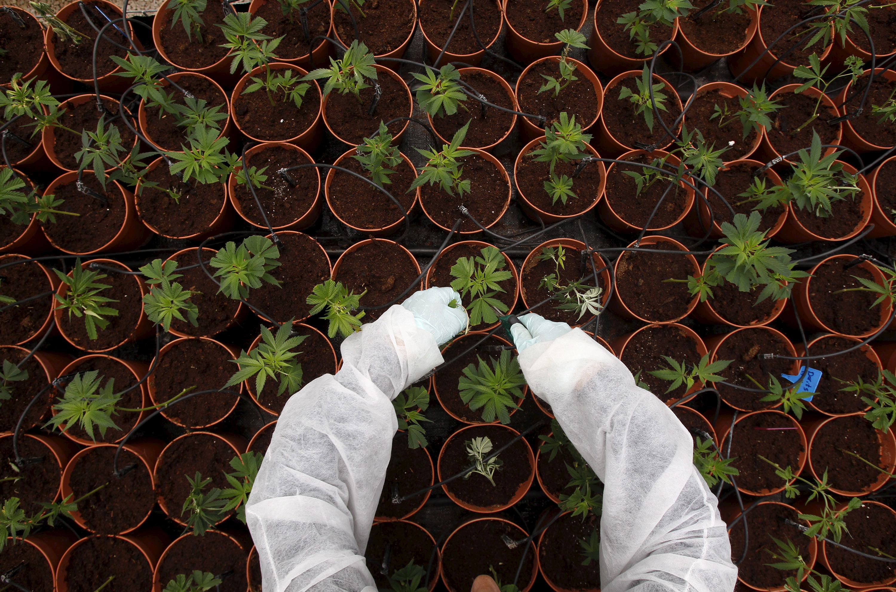 El cannabis conquista Wall Street y su índice sube un 34% en lo que va de 2019