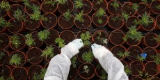 jean-marie-le-guen-pour-une-autorisation-selective-du-cannabis 20170621081020 jean-marie-le-guen-pour-une-autorisation-selective-du-cannabis 20170621081020