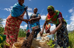 roll with green trees for the future roll with green trees for the future