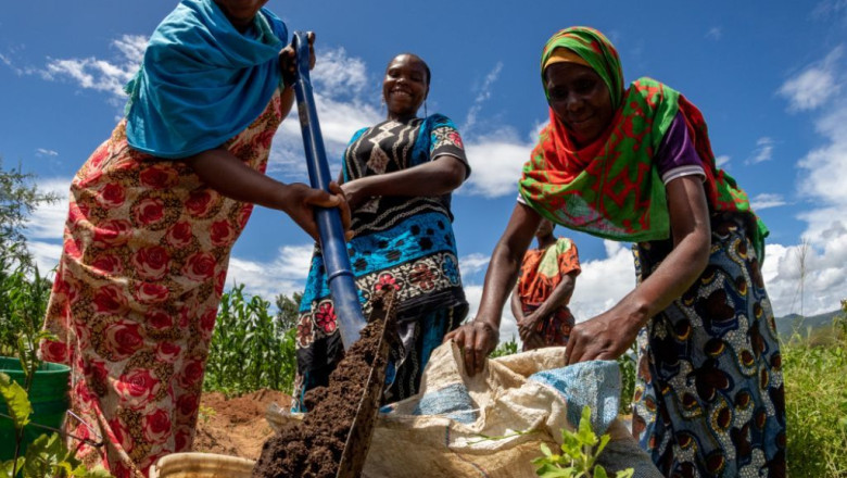 roll with green   trees for the future