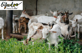 beneficios ganaderia ecologica