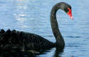 cb cisne negro 344 sh1 cb cisne negro 344 sh1