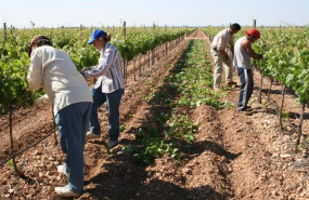 ep archivo   agricultores trabajando en el campo